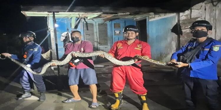 FOTO : IST/MATA KALTENG - Petugas Disdamkarmat saat mengevakuasi ular.