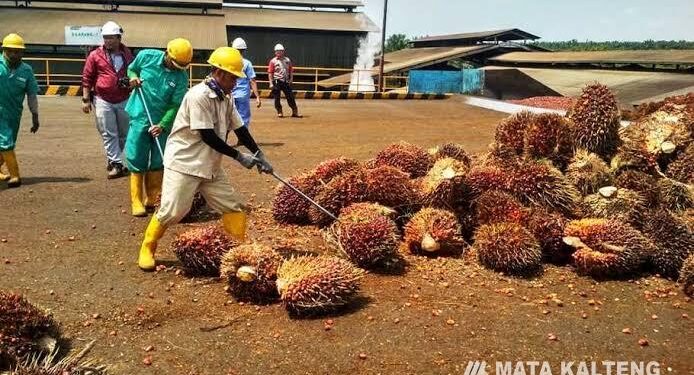 FOTO : IST/MATA KALTENG - Suasana di salah satu perusahaan perkebunan kelapa sawit di Kotim.