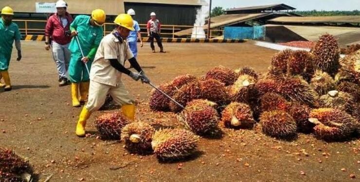 FOTO : IST/MATA KALTENG - Suasana salah satu perkebunan kelapa sawit di Kotim.