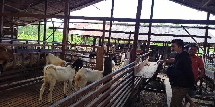 FOTO: DOK. ALDI SETIAWAN/MATA KALTENG: Salah satu peternakan kambing milik masyarakat yang ada di Desa Pematang Panjang, Kecamatan Seruyan Hilir Timur.
