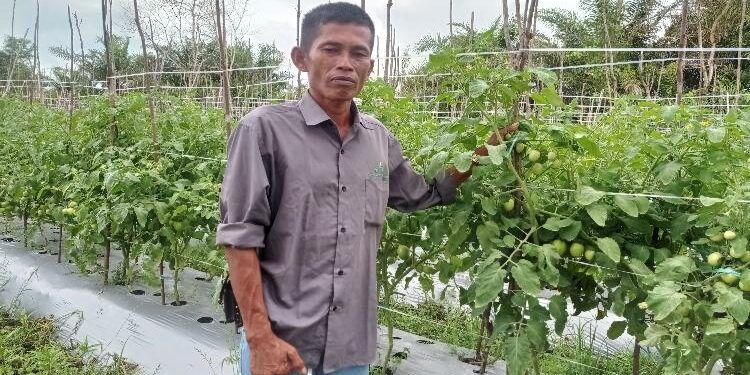 FOTO : DEVIANA/MATAKALTENG - Salah satu petani di Kelurahan Pasir Putih saat menunjukkan tanaman tomat yang tinggal hitungan minggu siap panen, Selasa 8 Februari 2022.