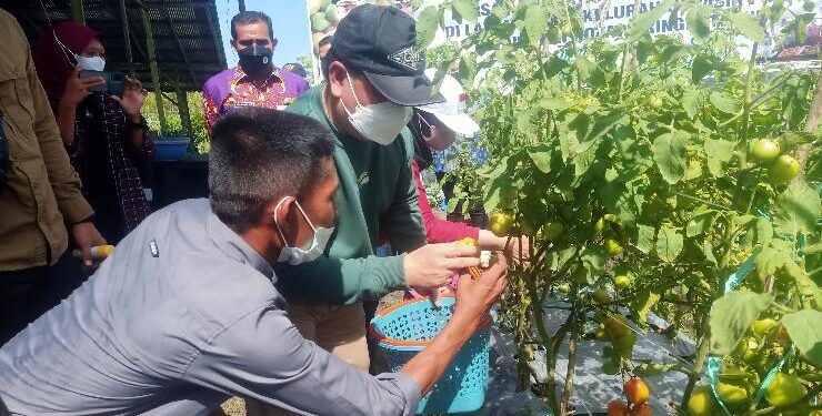 FOTO : AGUS/MATAKALTENG - Bupati Kotim Halikinnor memanen tomat milik warga Kelurahan Pasir Putih, Kecamatan MB Ketapang, Jumat 25 Februari 2022.