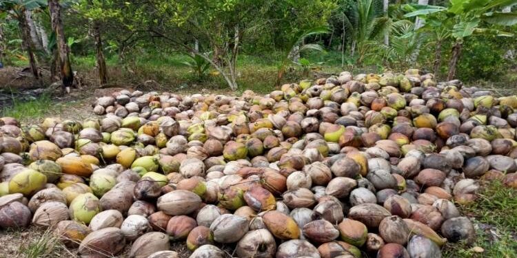 FOTO: ALDI SETIAWAN/MATA KALTENG: Buah kelapa yang sudah dipanen milik Diang salah seorang petani kelapa di Desa Pematang Panjang, Kecamatan Seruyan Hilir Timur.