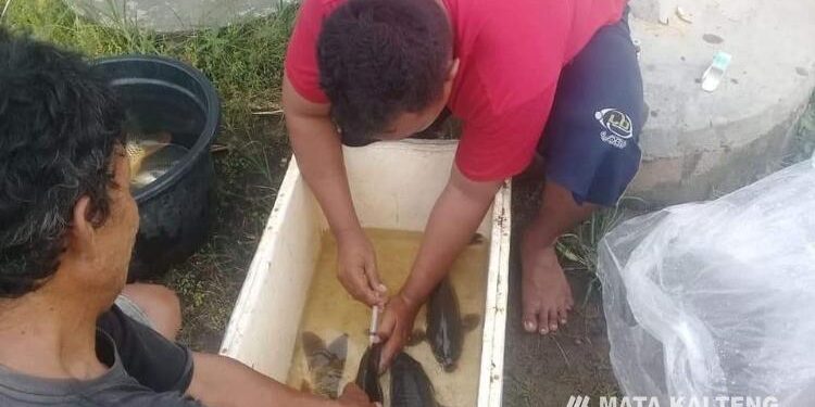 FOTO : IST/MATA KALTENG - Petugas Dinas Perikanan saat melakukan pemijahan ikan.
