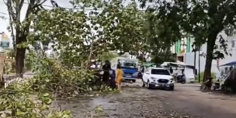 FOTO : IST/MATA KALTENG - Pohon tumbang akibat hujan lebat disertai angin kencang di Kota Sampit.