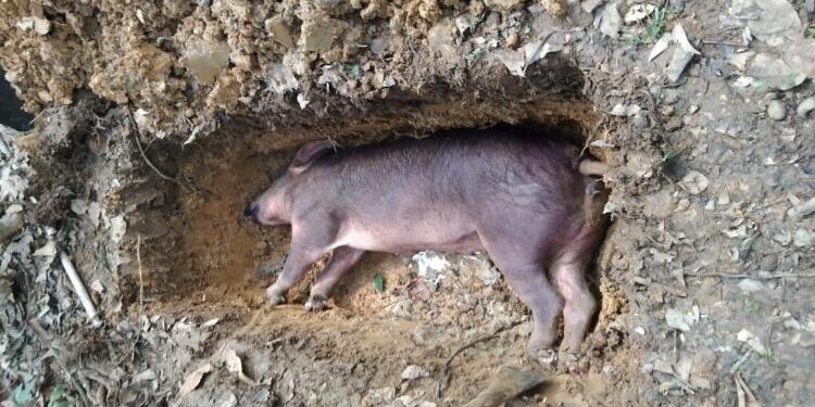 FOTO : IST/ MATAKALTENG - Babi ternak warga yang mati mendadak diduga terjangkit demam babi afrika.