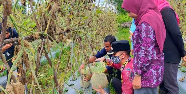 FOTO : DODY/MATAKALTENG - Camat MB Ketapang didampingi Lurah Pasir Putih memanen buah melon di area Kelompok Tani Alam Salju, Jumat 25 Maret 2022