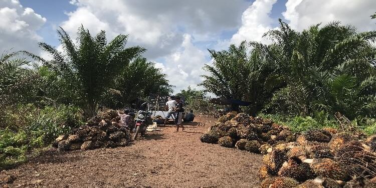FOTO : DIANTARESA/MATA KALTENG - Salah satu kebun kelapa sawit di Kotim.