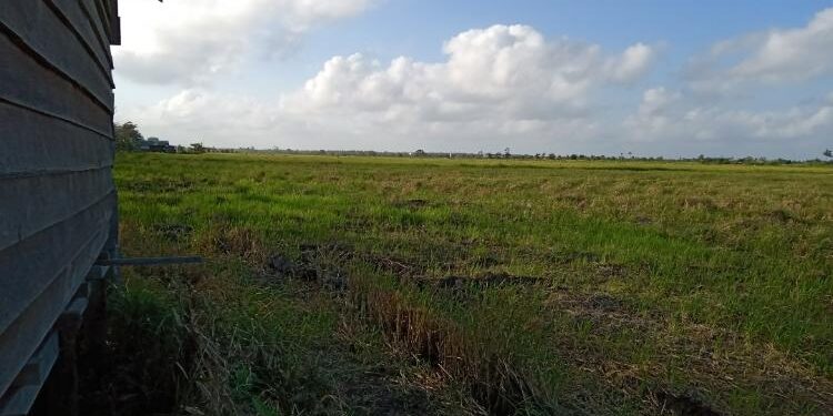FOTO: DOK. ALDI SETIAWAN/MATA KALTENG: Salah satu lahan pertanian milik masyarakat yang ada di kawasan Beriut, Kecamatan Seruyan Hilir.