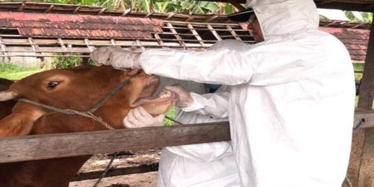 FOTO : DOK/MATAKALTENG - Pemeriksaan klinis pada sapi ternak oleh Dinas Pertanian Kotim. 