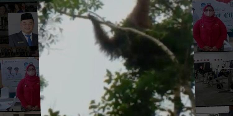 FOTO : IST/MATA KALTENG - Seekor Orangutan yang bergelantungan di atas pohon di Desa Batuah, Kecamatan Seranau,  Kabupaten Kotawaringin Timur (Kotim)