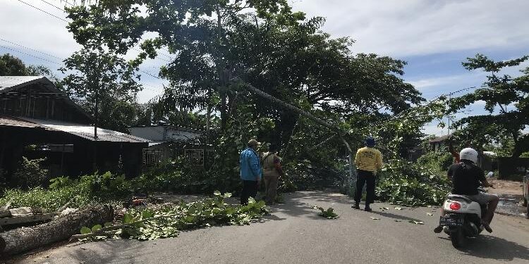 FOTO : DIANTARESA/MATA KALTENG - Penebangan pohon di Jalan Pramuka.