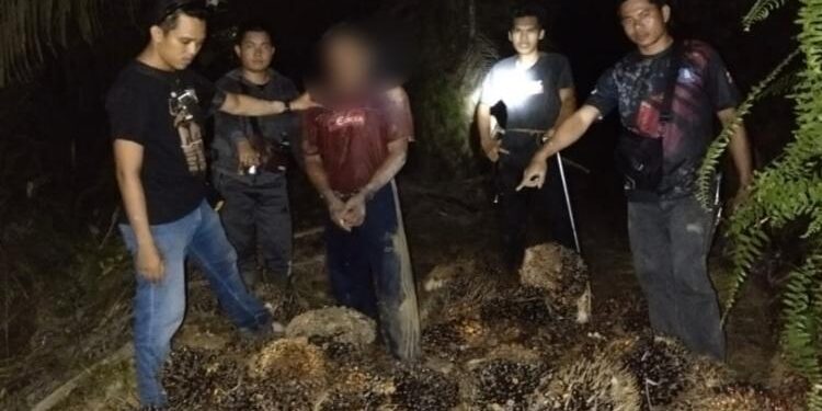 FOTO: IST/MATA KALTENG - Pelaku  pencurian buah kelapa sawit berhasil diamankan jajaran Polsek Mentaya Hulu, Kotim.