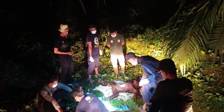 FOTO: BKSDA/MATA KALTENG - BKSDA Pos Jaga Sampit bersama WRU dan OFI berhasil mengevakuasi dua Orangutan (Induk dan Anak).