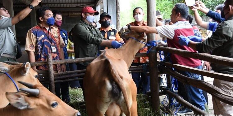 FOTO: OLIVIA/MATAKALTENG - Pemberian vaksinasi simbolis terhadap satu ekor sapi Bantuan Presiden di Peternakan Haji Sutrisno, Jalan Mahir Mahar, Kalampangan, Palangka Raya, Jumat 24 Juni 2022.