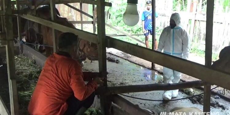 FOTO : DEVIANA/MATAKALTENG - Petugas dan pemilik sapi saat bersiap melakukan vaksinasi PMK, Senin 27 Juni 2022.