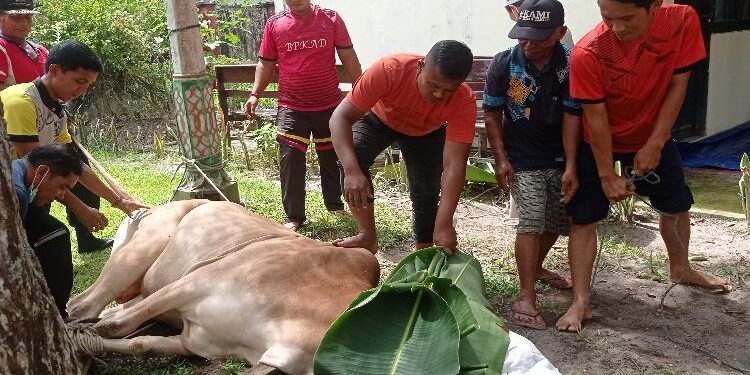 FOTO : DEVIANA/MATAKALTENG - Proses pemotongan hewan kurban di BKAD Kotim, Selasa 12 Juli 2022.