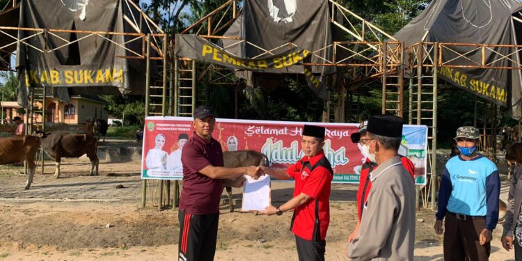 FOTO : AKH/MATAKALTENG - Bupati Sukamara Windu mengatakan menerima secara simbolis bantuan sapi kurban dari Pemerintah Provinsi Kalimantan Tengah.