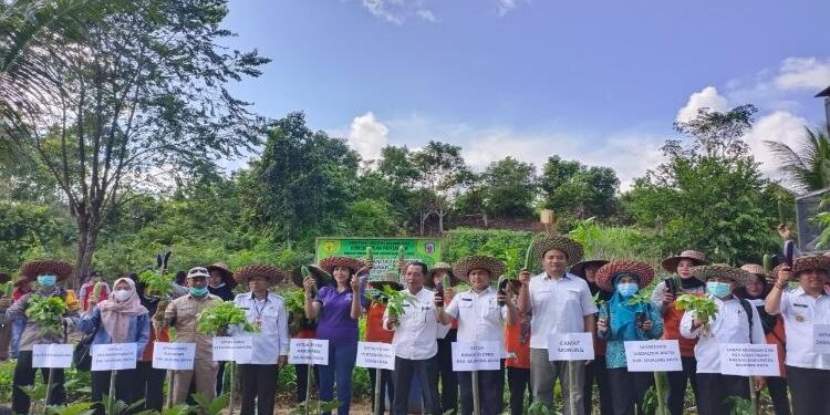 FOTO: ZON / MATAKALTENG - Panen sayur oleh Dinas Ketahanan Pangan Kabupaten Mura di Tanaman Kelompok Wanita Tani (KWT) Mawar Danau Usung, belum lama ini.