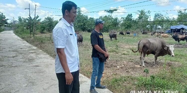 FOTO : DEVIANA/MATAKALTENG - Sejumlah sapi untuk persiapan kurban di Sampit, Rabu 6 Juli 2022.