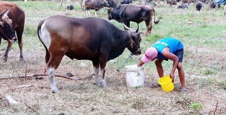 FOTO : DEVIANA/MATAKALTENG - Ratusan sapi yang dijual untuk hewan kurban di Jalan HM. Arsyad Sampit, Jumat 8 Juli 2022