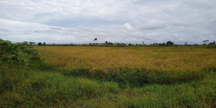 FOTO: DOK. ALDI/MATA KALTENG - Sejumlah lahan pertanian masyarakat yang ada di wilayah Berdikari Lingkar Kota, Kecamatan Seruyan Hilir.