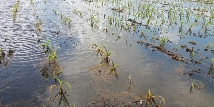 FOTO: DOK. DKPP SERUYAN/MATA KALTENG: Lahan perkebunan jagung milik masyarakat UPT Tanggul Harapan, Kecamatan Seruyan Hilir yang terdampak banjir pada tahun 2020 silam.