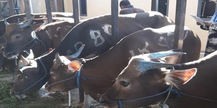 FOTO: DIAN/MATA KALTENG - Hewan ternak Sapi di Kota Sampit sebelum hari raya kurban beberapa waktu lalu.
