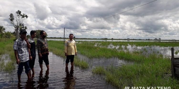FOTO : DOKUMENTASI MATAKALTENG - Lahan pertanian daerah selatan Kotim yang terendam banjir.