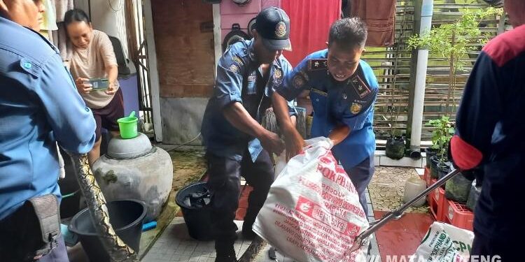 FOTO: RIZAL/MATAKALTENG - Petugas DPKP Kota Palangka Raya, berhasil mengevakuasi ular yang sempat memangsa ayam milik pensiunan PNS Muhammad Bakrie.