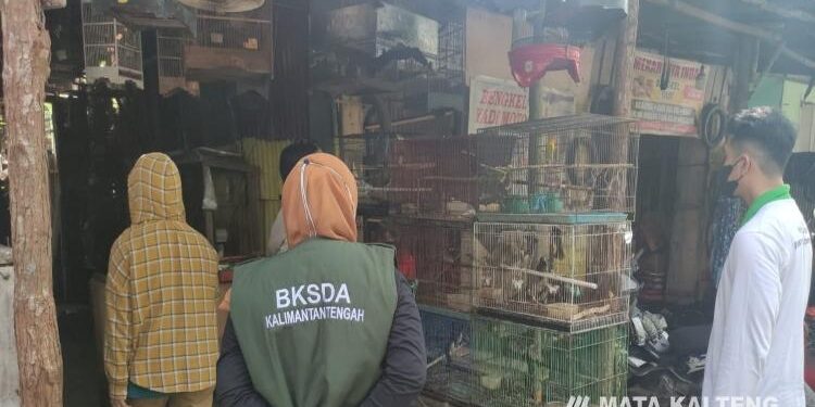 FOTO : IST/MATAKALTENG - BKSDA saat memberi peringatan kepada penjual burung di Jalan Gatot Subroto, Kamis 17 November 2022.