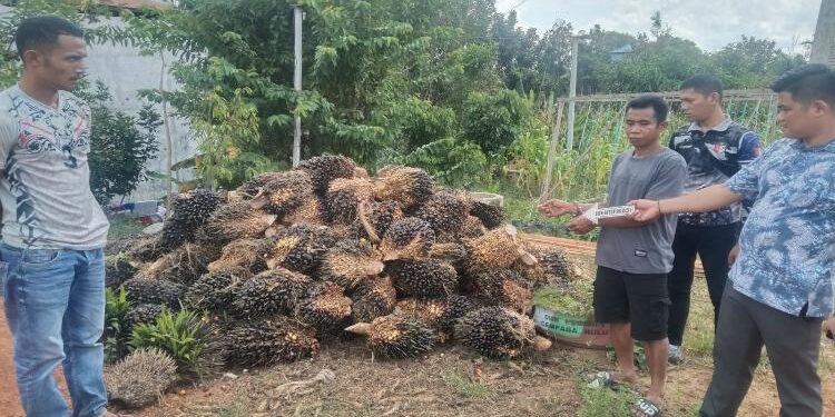FOTO: POLISI/MATA KALTENG - Pelaku saat menunjukkan tempat dia melakukan pencurian buah sawit, Kamis 12 Januari 2023.