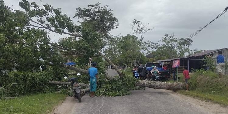 FOTO : WARGA/MATA KALTENG - Pohon yang tumbang menutupi Jalan H Imran, Kamis, 26 Januari 2023.