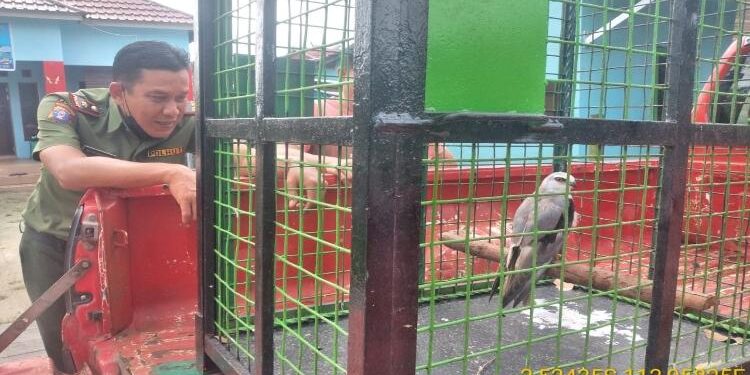 FOTO : BKSDA/MATA KALTENG - Komandan BKSDA Pos Jaga Sampit melihat kondisi Burung Elang Tikus pasca Serah Terima, Selasa, 31 Januari 2023.