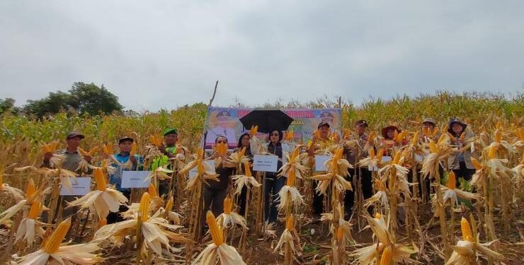 FOTO : DINAS PERTANIAN/MATA KALTENG - Wakil Bupati Gumas Efrensia LP Umbing bersama Kepala Dinas Pertanian Letus Guntur, dan petani melakukan panen jagung hibrida, di lahan Kelompok Tani Manda Hatampung, di Kelurahan Tumbang Rahuyan, Kecamatan Rungan Hulu, Jumat, 13 Januari 2023.