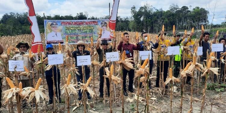 FOTO : SID/MATA KALTENG - Wakil Bupati Efrensia LP Umbing bersama Kepala Dinas Pertanian Letus Guntur, saat melakukan panen jagung hibrida di lahan poktan katur 1, Desa Sepang Kota, Kecamatan Sepang, pekan lalu