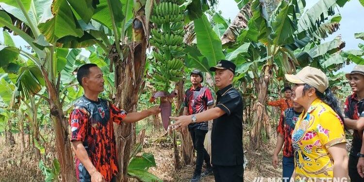 FOTO : SAPMA PP/MATA KALTENG - Bupati Gumas Jaya Samaya Monong meninjau lokasi lahan milik salah satu poktan yang digunakan untuk menanam pisang, belum lama ini.