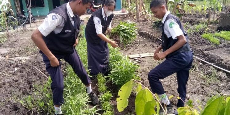 FOTO : SMPN 9 Sampit/MATA KALTENG - Pelajar SMPN 9 Sampit saat memanen kangkung.