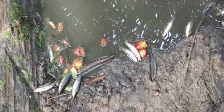 FOTO : Warga/MATA KALTENG - Ikan yang mati di Sungai Lais diduga akibat air sungai tercemar oleh limbah sawit.