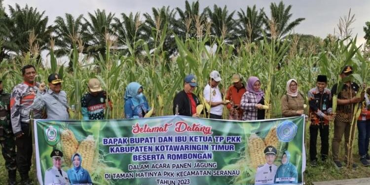 FOTO : DOKUMENTASI/MATA KALTENG - Panen jagung di Halaman Kantor Kecamatan Seranau, Kotim.