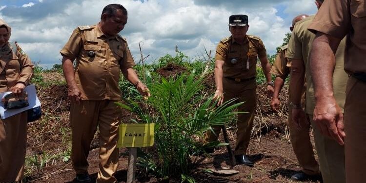 FOTO : IST/MATAKALTENG - Pemanfaatan lahan kosong dengan ditanami sawit di Desa Bapeang, Selasa 21 Februari 2023.