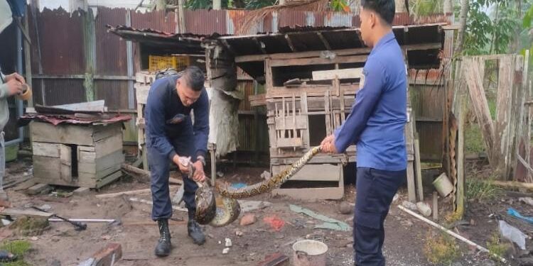 FOTO: IST/MATA KALTENG - Pihak DPKP Seruyan saat melakukan evakuasi terhadap seekor ular yang masuk dalam wilayah pemukiman masyarakat setempat.