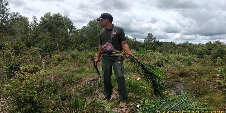 FOTO: IST/MATA KALTENG- Terlihat Komandan BKSDA Pos Jaga Sampit Muriansyah sedang melakukan observasi lokasi kebun masyarakat yang diserahkan oleh Orangutan, Selasa, 28 Februari 2023.