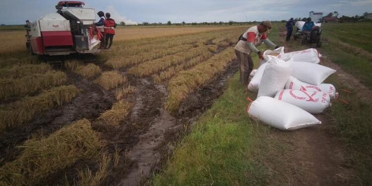 FOTO : DEVIANA /MATAKALTENG - Petani di Pegatan mulai panen padi, Senin 27 Februari 2023.