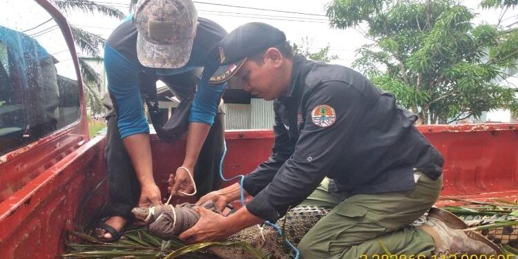 FOTO : IST/MATA KALTENG - Komandan BKSDA Pos Jaga Sampit, Muriansyah (hitam) dan anggota Manggala Agni Pos Sampit (biru) saat memindahkan seekor baya muara.