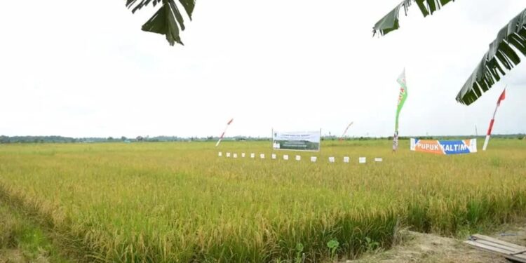 FOTO: IST/MATA KALTENG - Lahan pertanian masyarakat yang ada di salah satu wilayah di Kabupaten Seruyan.