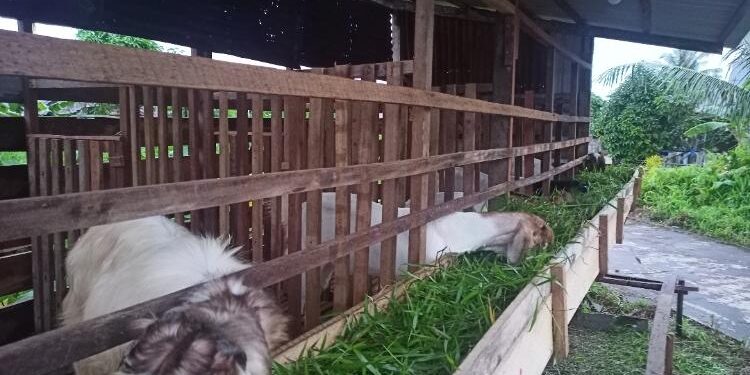 FOTO: ALDI SETIAWAN/MATA KALTENG - Peternakan kambing milik salah seorang masyarakat yang ada di Kota Kuala Pembuang.