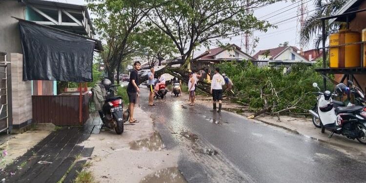 FOTO: AGUS/MATA KALTENG - Pohon Trembesi yang tumbang di Jalan Kenan Sandan, Kamis 6 April 2023.