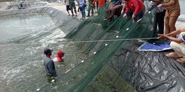 FOTO : AKH/MAKA - Panen udang vaname yang ada di Kecamatan Pantai Lunci Kabupaten Sukamara.