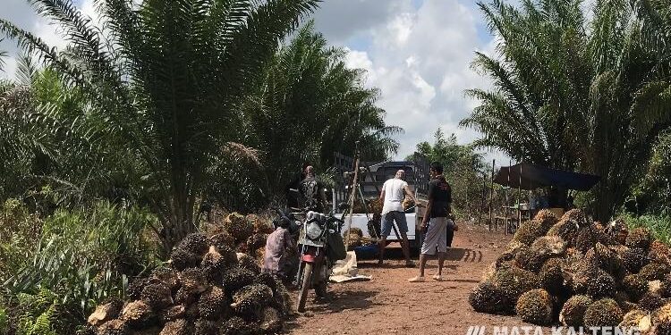 FOTO: Dok/MATA KALTENG - Suasana panen sawit di salah satu perkebunan kelapa sawit kawasan Bagendang, Kotim. IUP Perusahaan di Kotim Perlu Dievaluasi, Kenapa ?